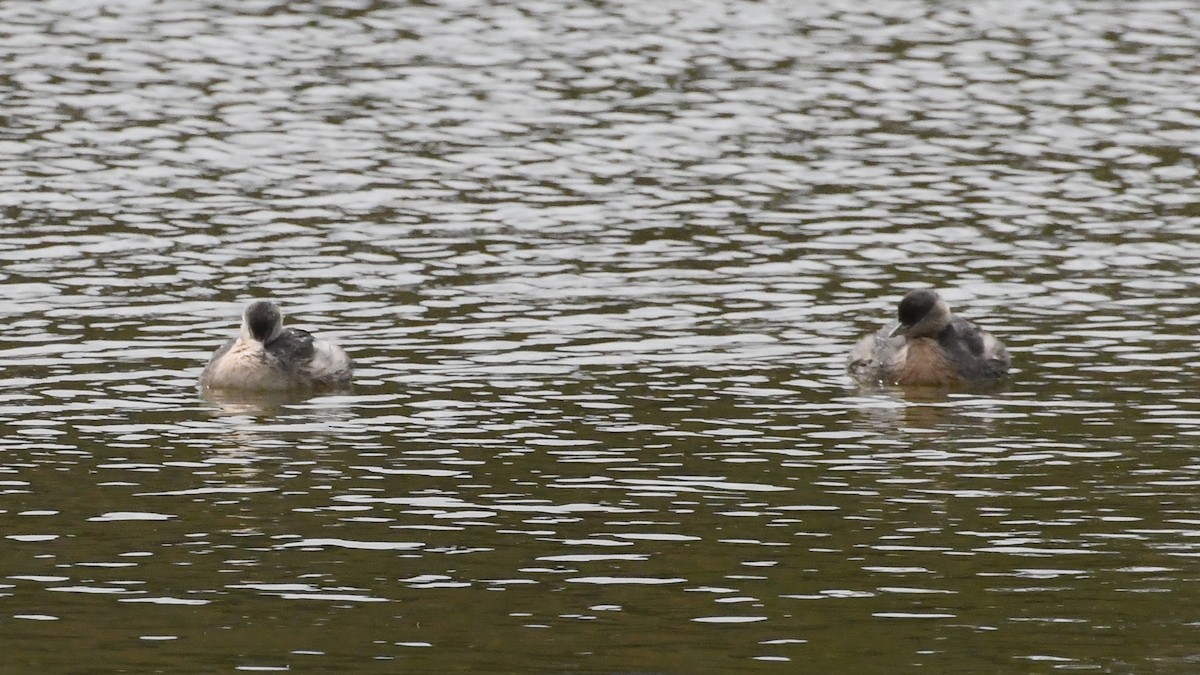 Hoary-headed Grebe - ML646887467