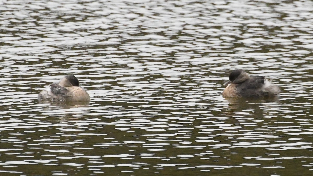 Hoary-headed Grebe - ML646887472
