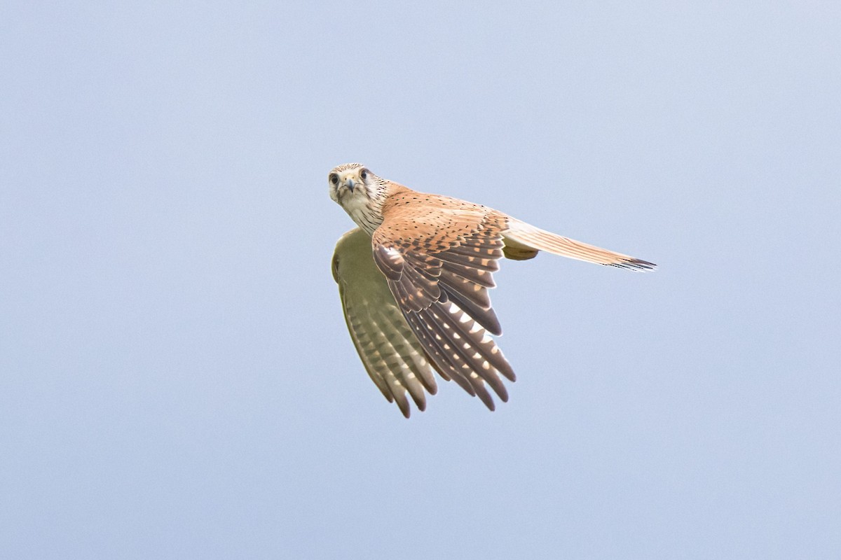 Nankeen Kestrel - ML646887473