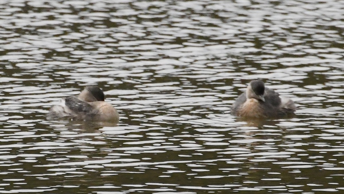 Hoary-headed Grebe - ML646887474
