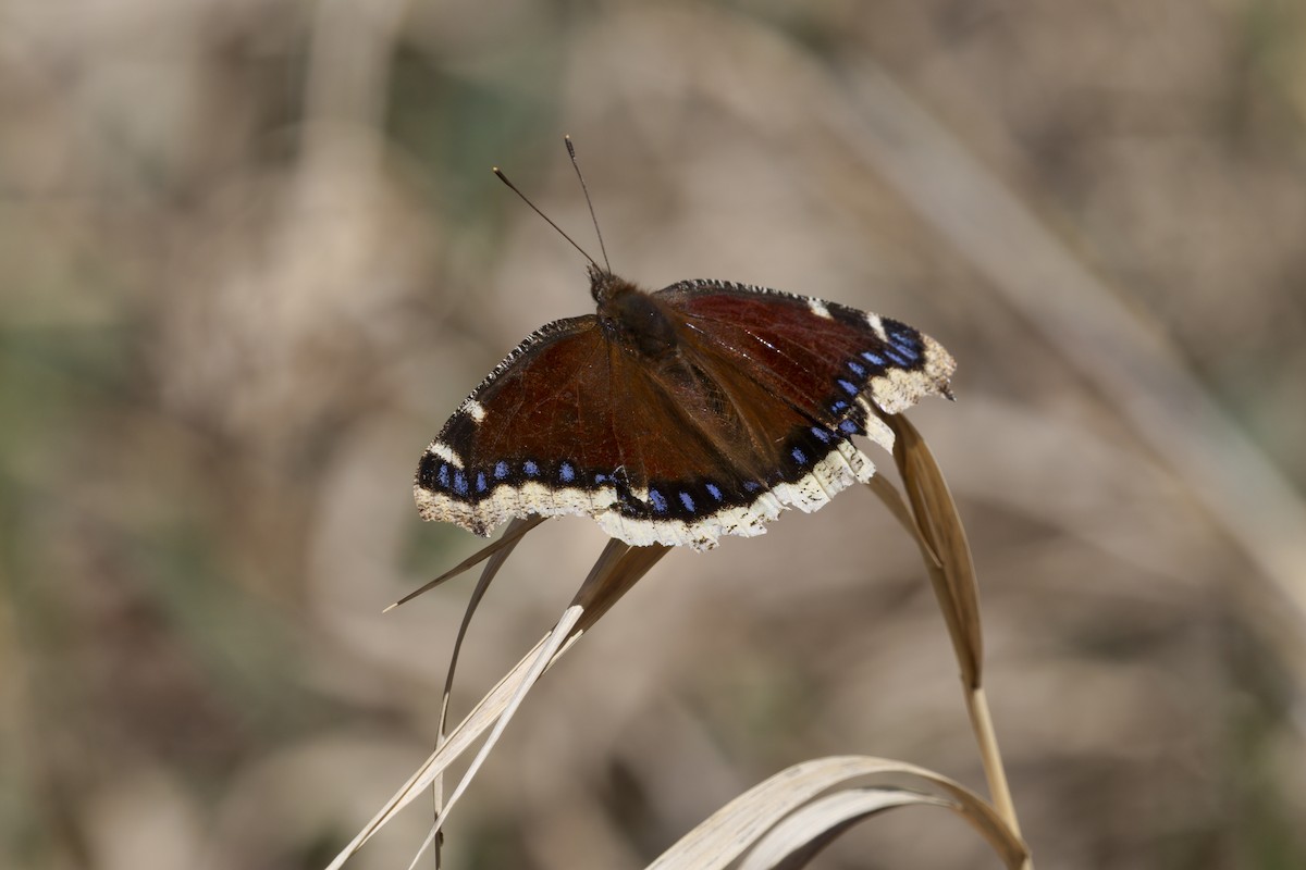 Mourning Cloak - ML646887475