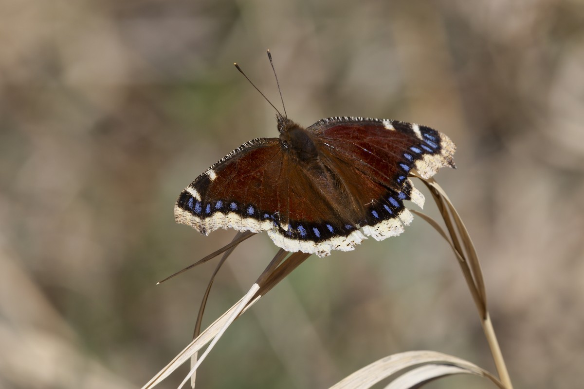 Mourning Cloak - ML646887476