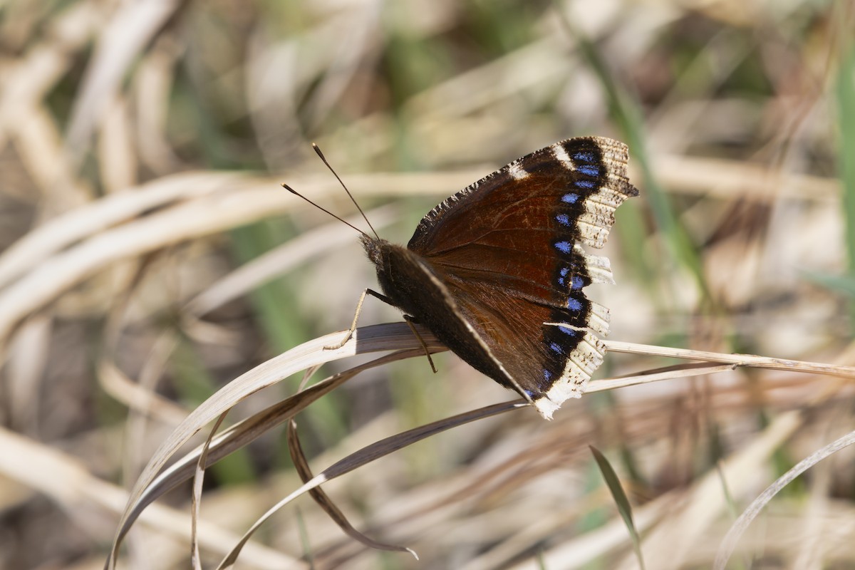 Mourning Cloak - ML646887477