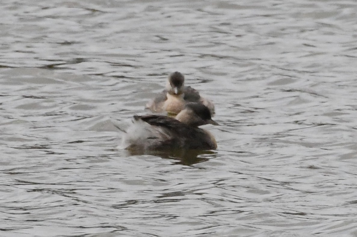 Hoary-headed Grebe - ML646887479