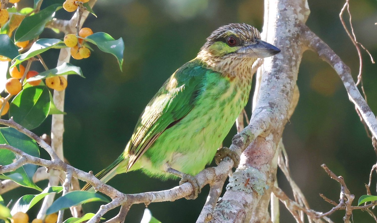 Green-eared Barbet - ML646887483