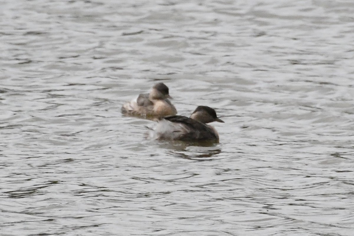 Hoary-headed Grebe - ML646887484