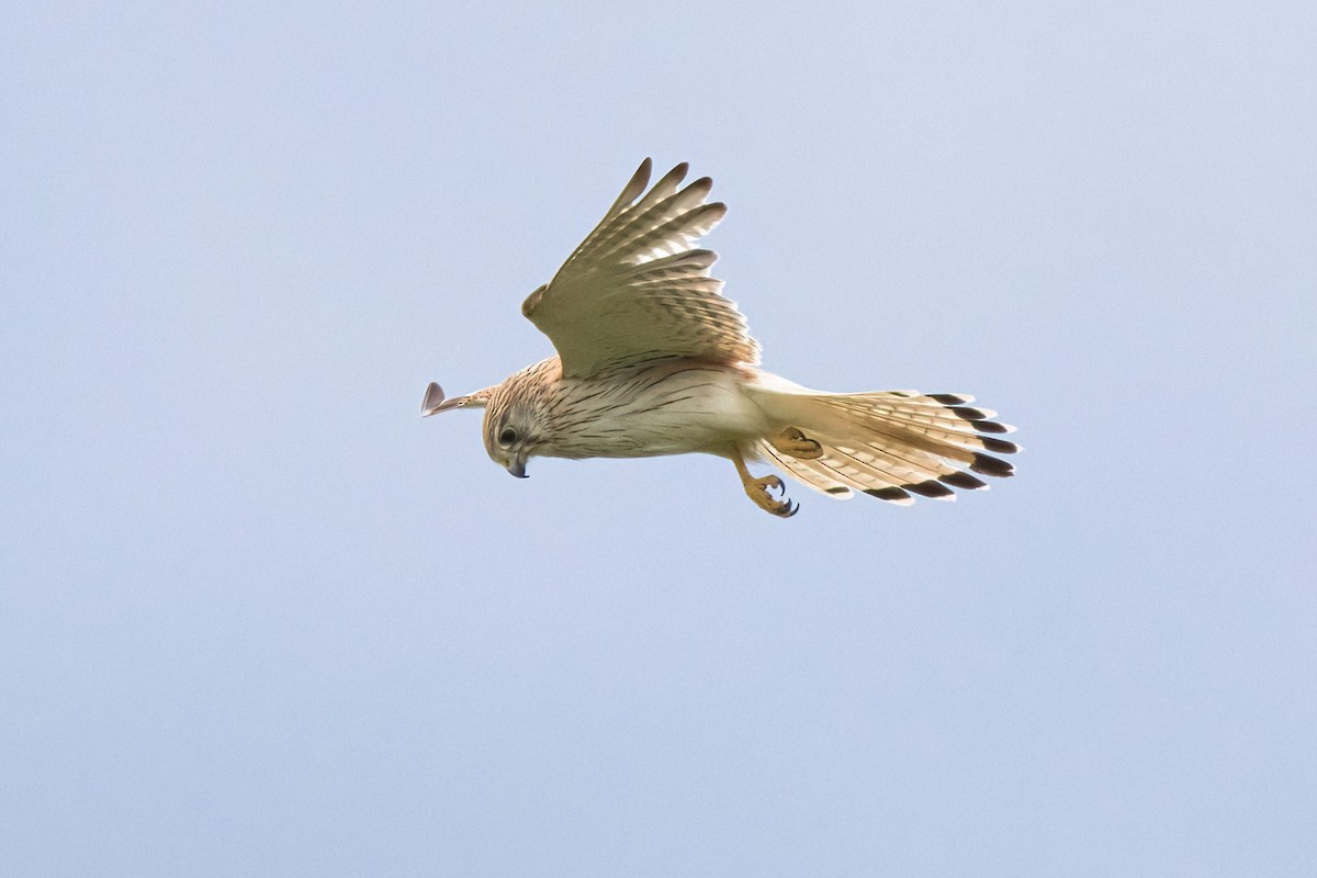 Nankeen Kestrel - ML646887485
