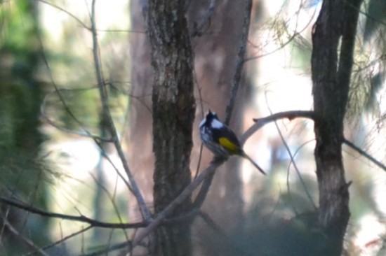 White-cheeked Honeyeater - ML646887487