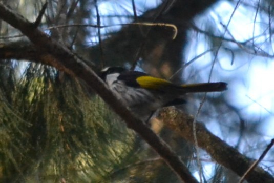 White-cheeked Honeyeater - ML646887488
