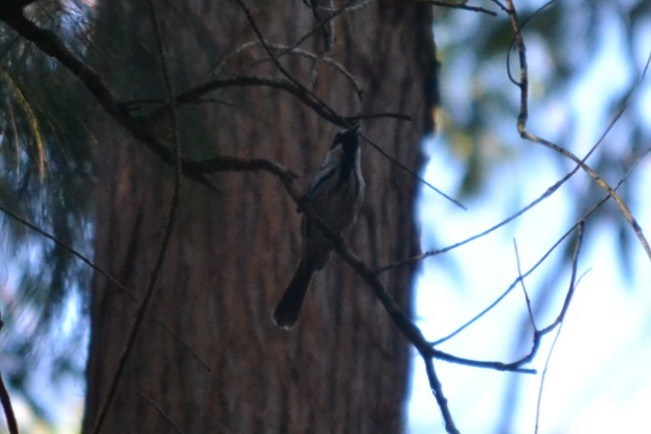 White-cheeked Honeyeater - ML646887489