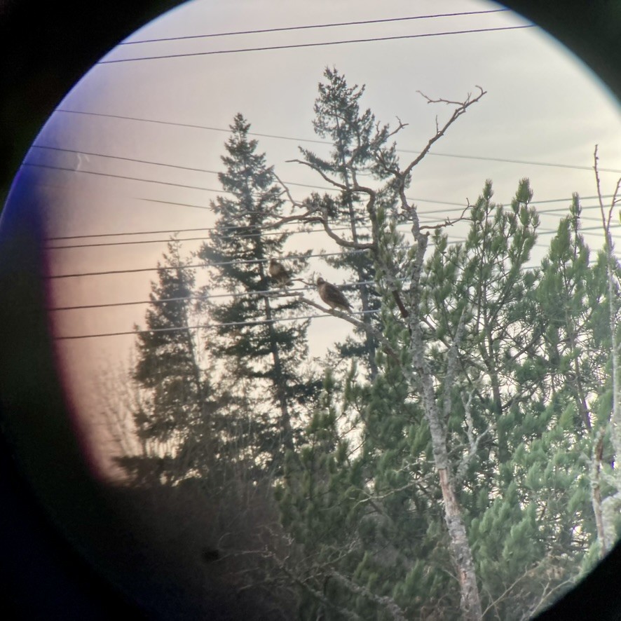 Red-tailed Hawk - ML646887490