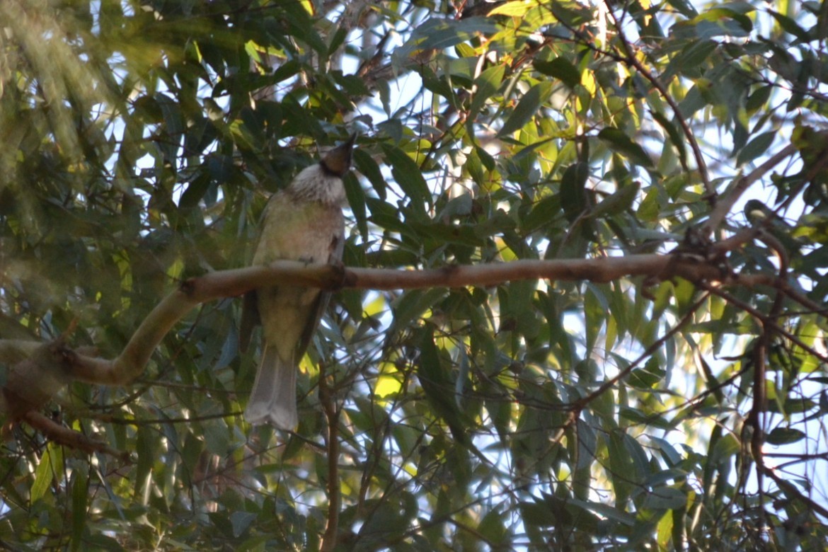 Noisy Friarbird - ML646887491