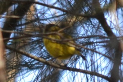 Yellow Thornbill - ML646887493