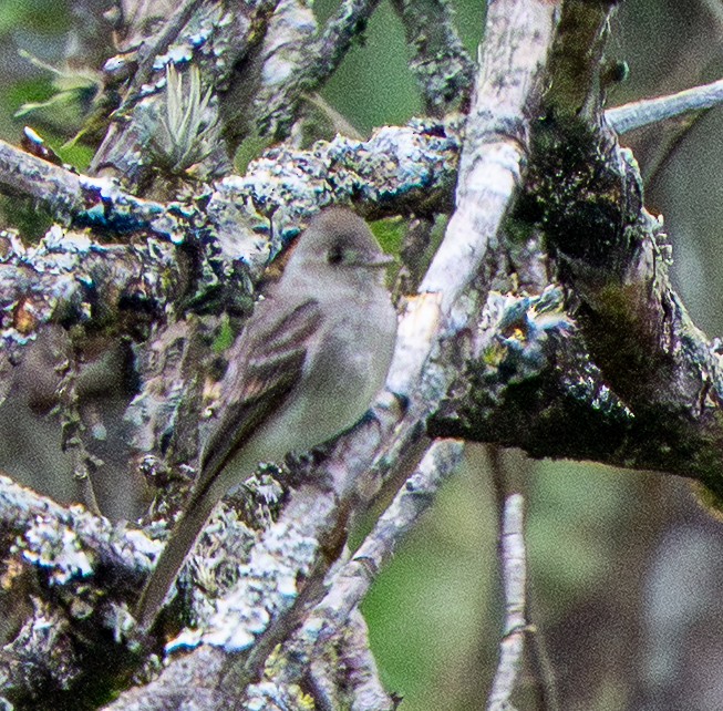 Southern Tropical Pewee - ML646887494