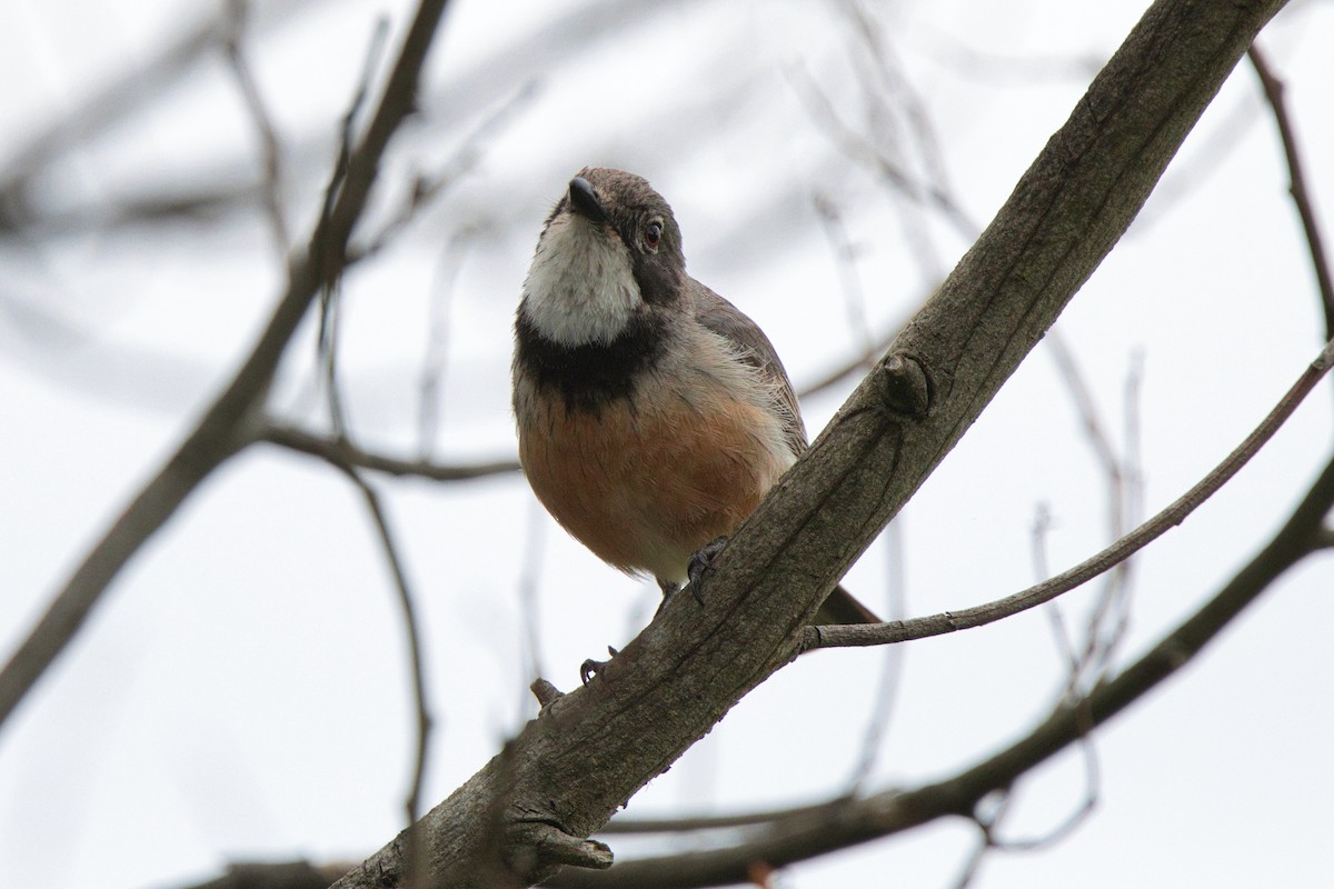 Rufous Whistler - ML646887498