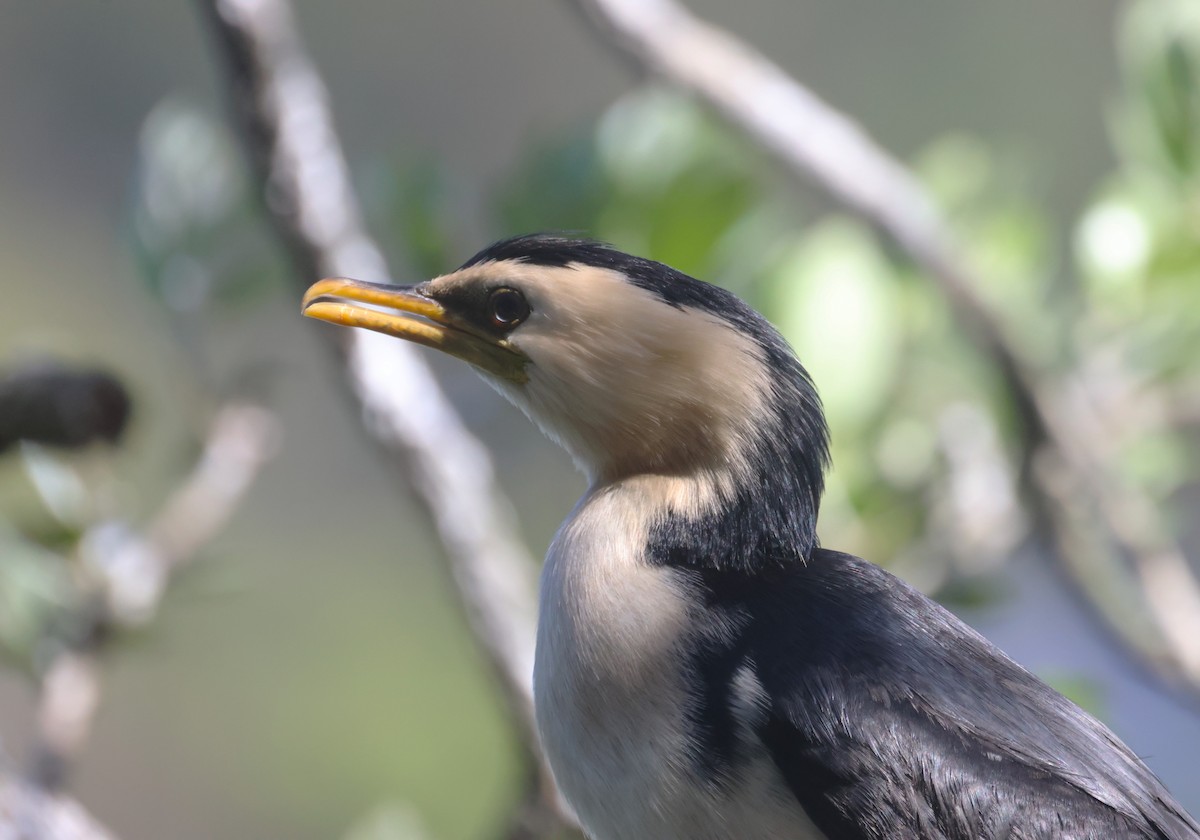 Баклан строкатий - ML646887500