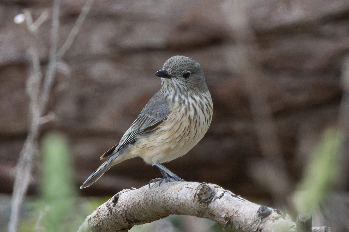 Rufous Whistler - ML646887502