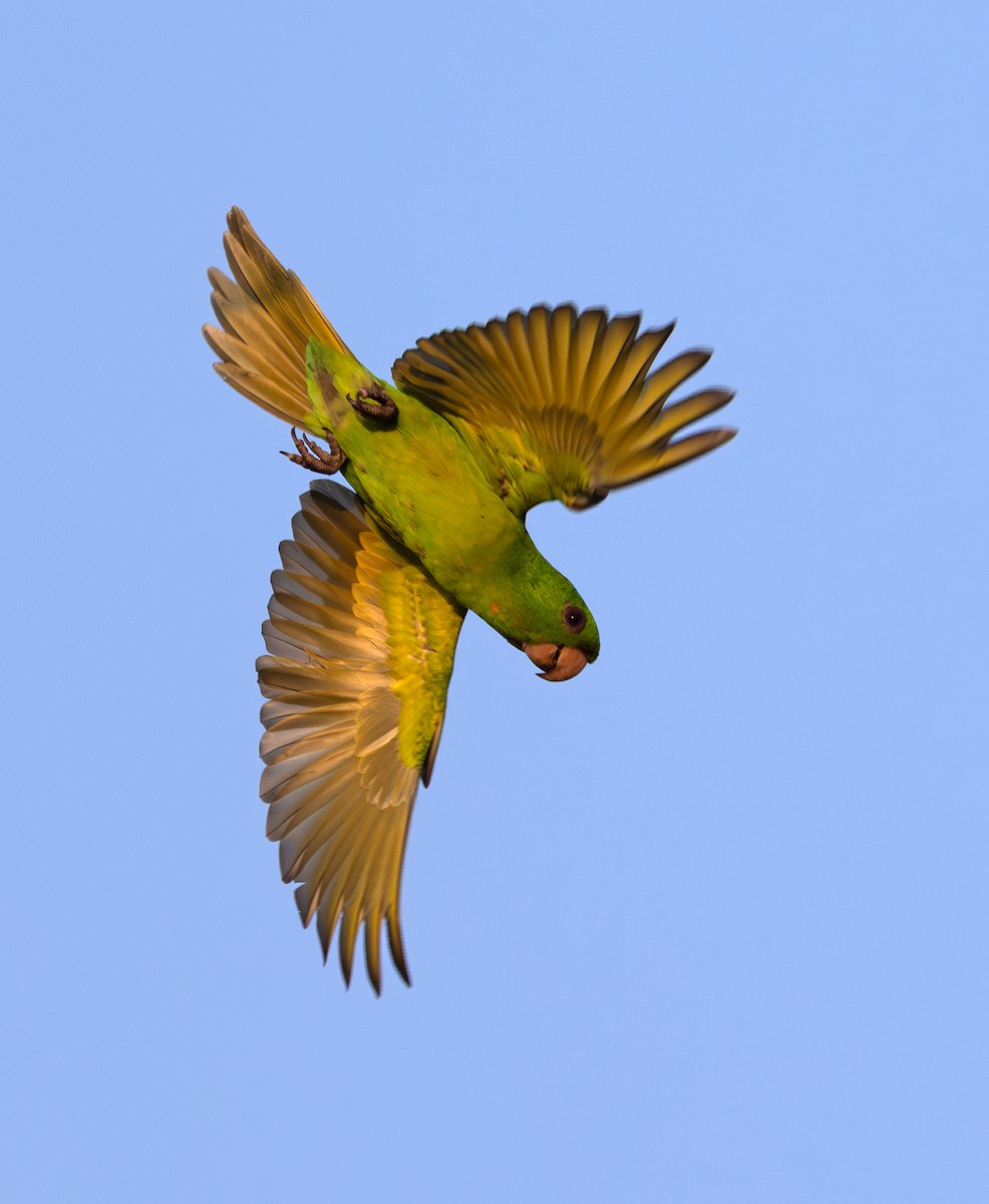 Meksika Yeşil Papağanı - ML646887504