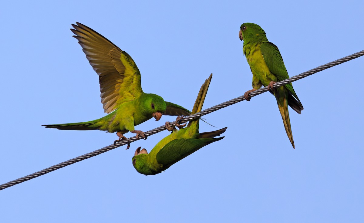 Meksika Yeşil Papağanı - ML646887505