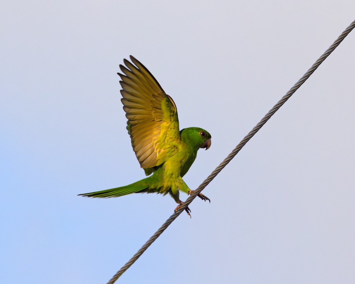 Meksika Yeşil Papağanı - ML646887506