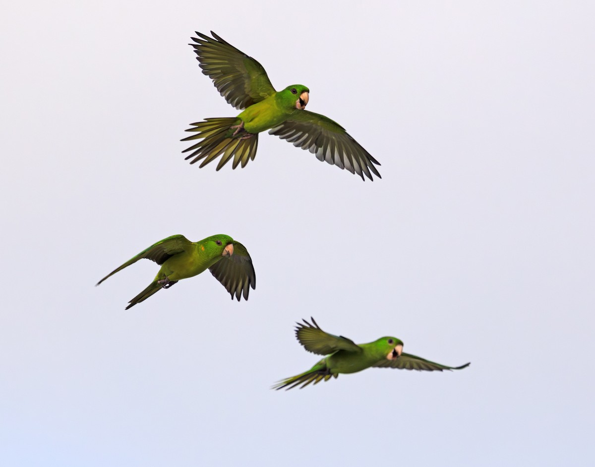 Meksika Yeşil Papağanı - ML646887508