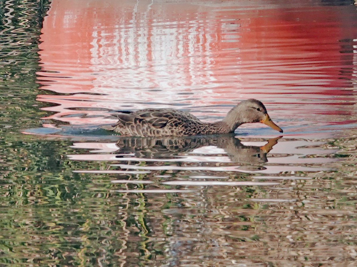 Mexican Duck - ML646887519