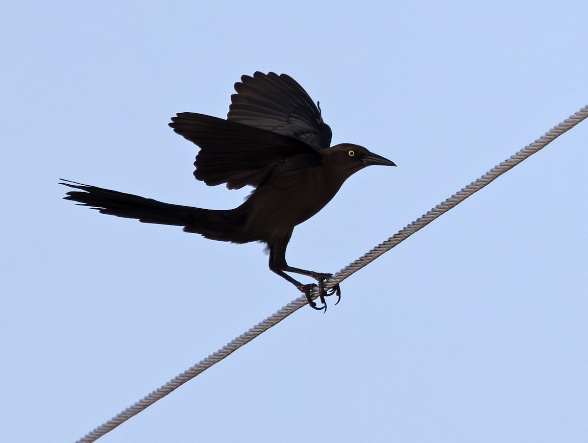 Great-tailed Grackle - ML646887520