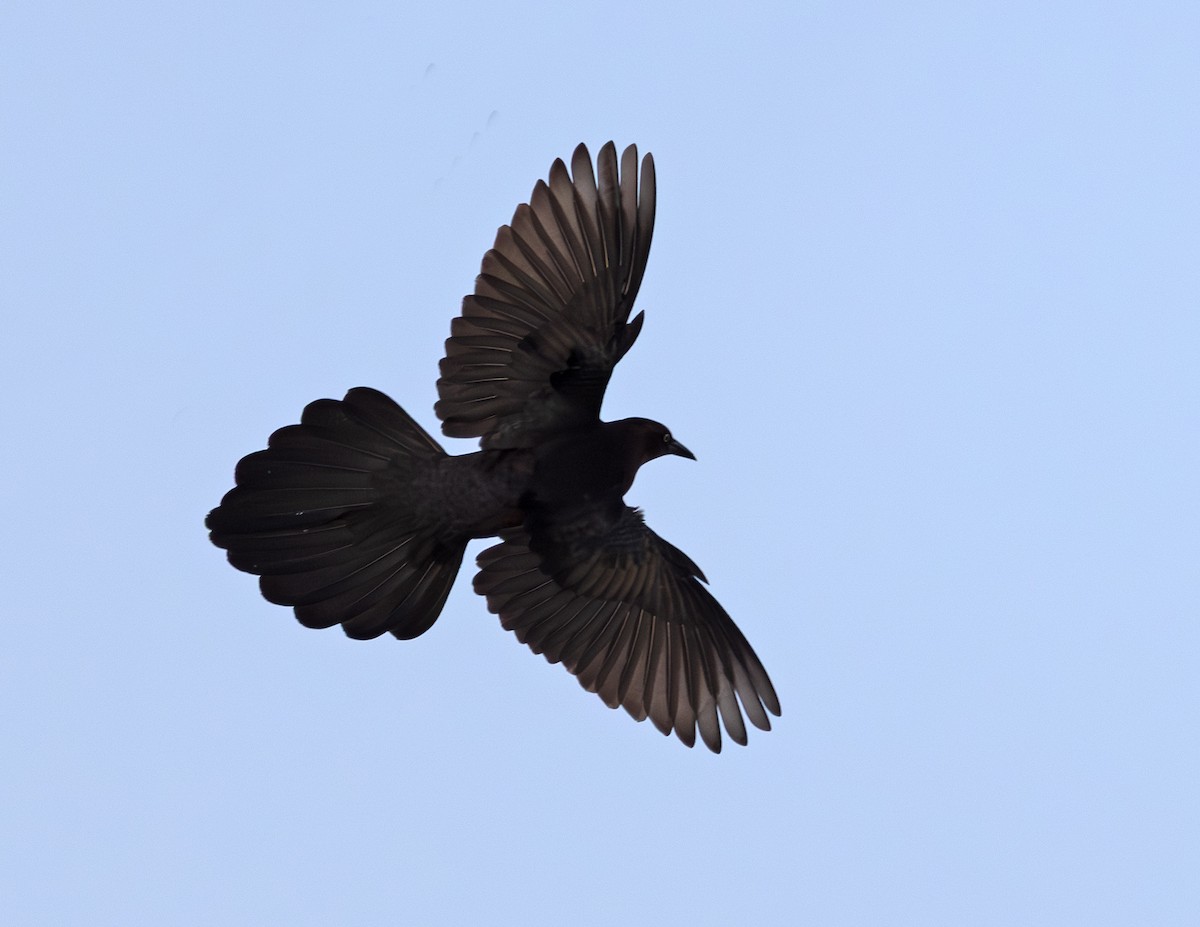 Great-tailed Grackle - ML646887521
