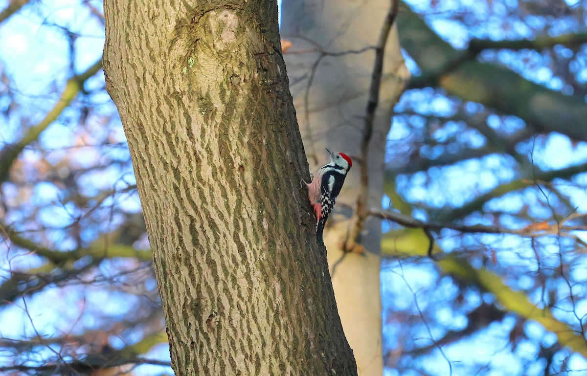 נקר בינוני - ML646887522