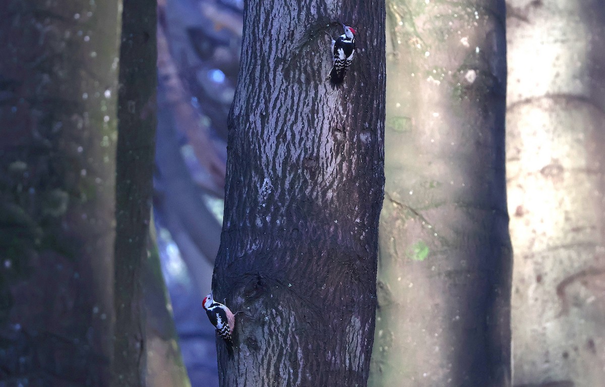 נקר בינוני - ML646887523