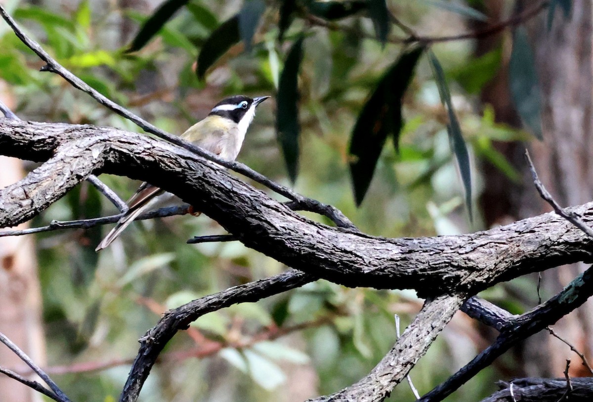 Black-chinned Honeyeater - ML646887524