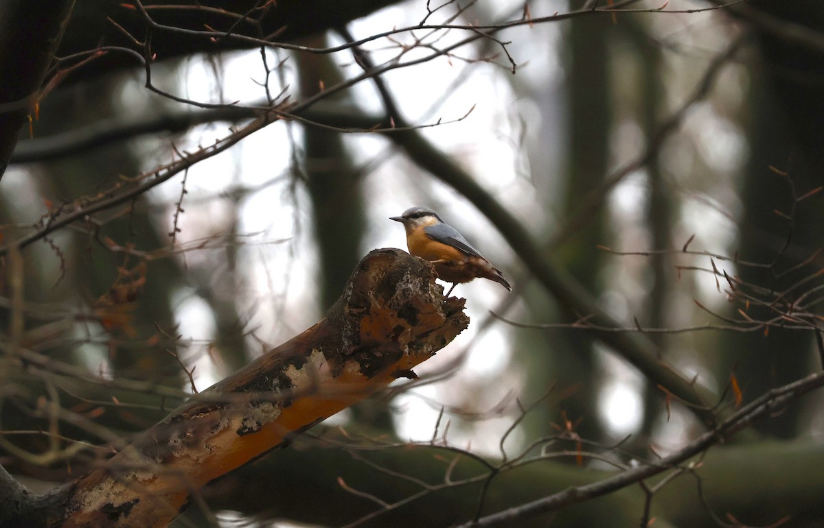 סיטה אירופית - ML646887526