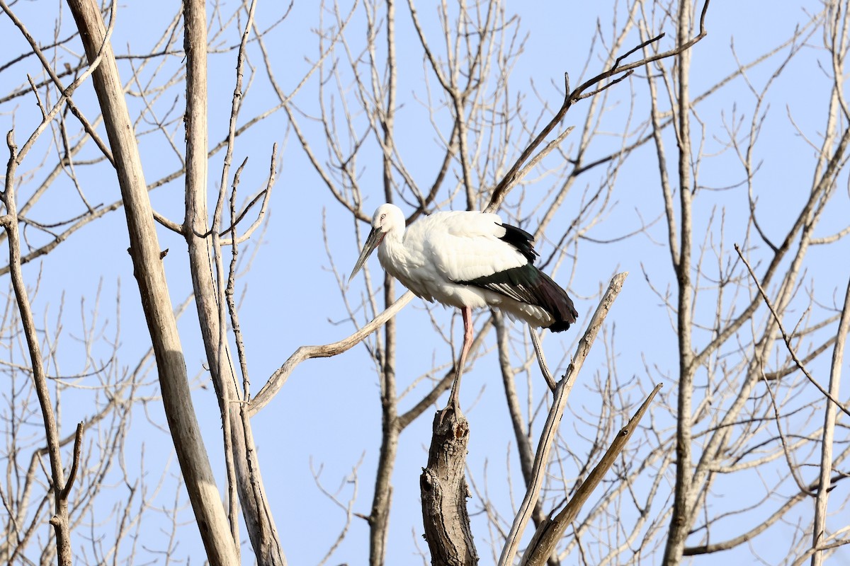חסידה מזרחית - ML646887527