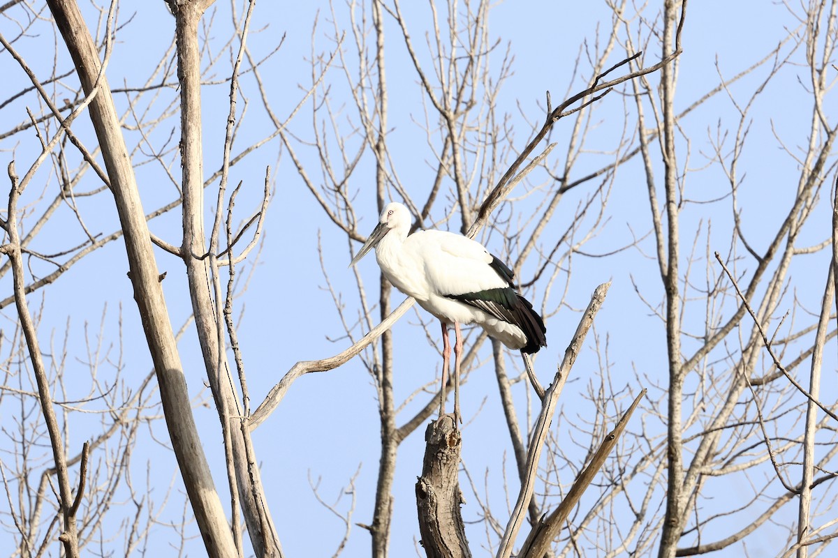 חסידה מזרחית - ML646887528