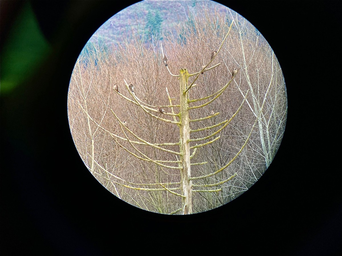 Northern Flicker (Red-shafted) - ML646887530