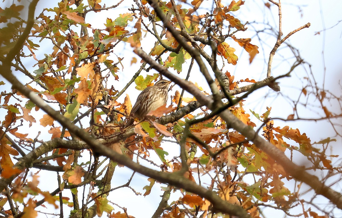קיכלי לבן-גבה - ML646887532