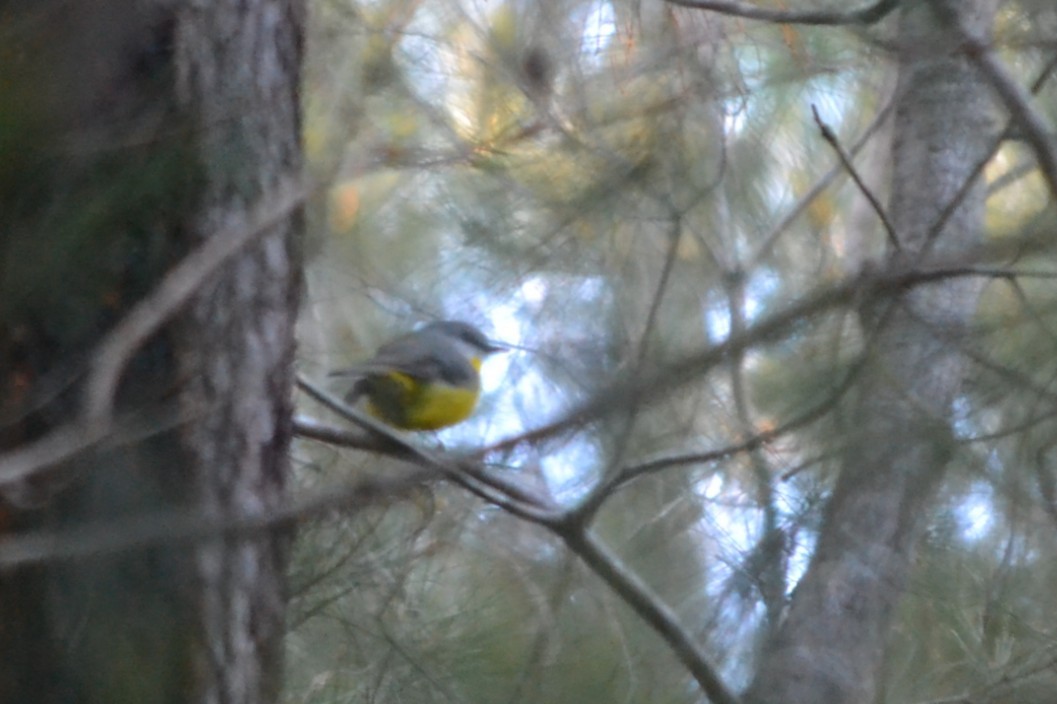 Eastern Yellow Robin - ML646887533