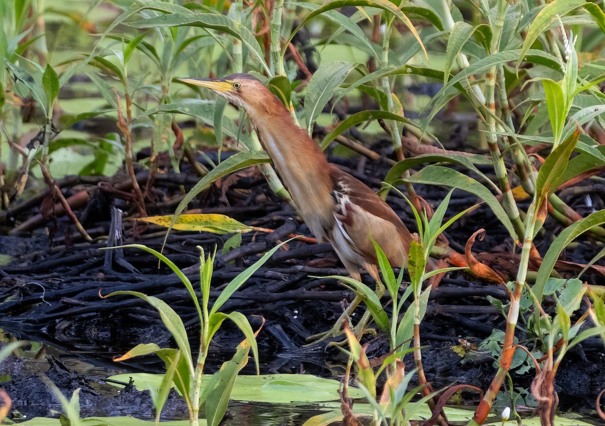 Black-backed Bittern - ML646887534