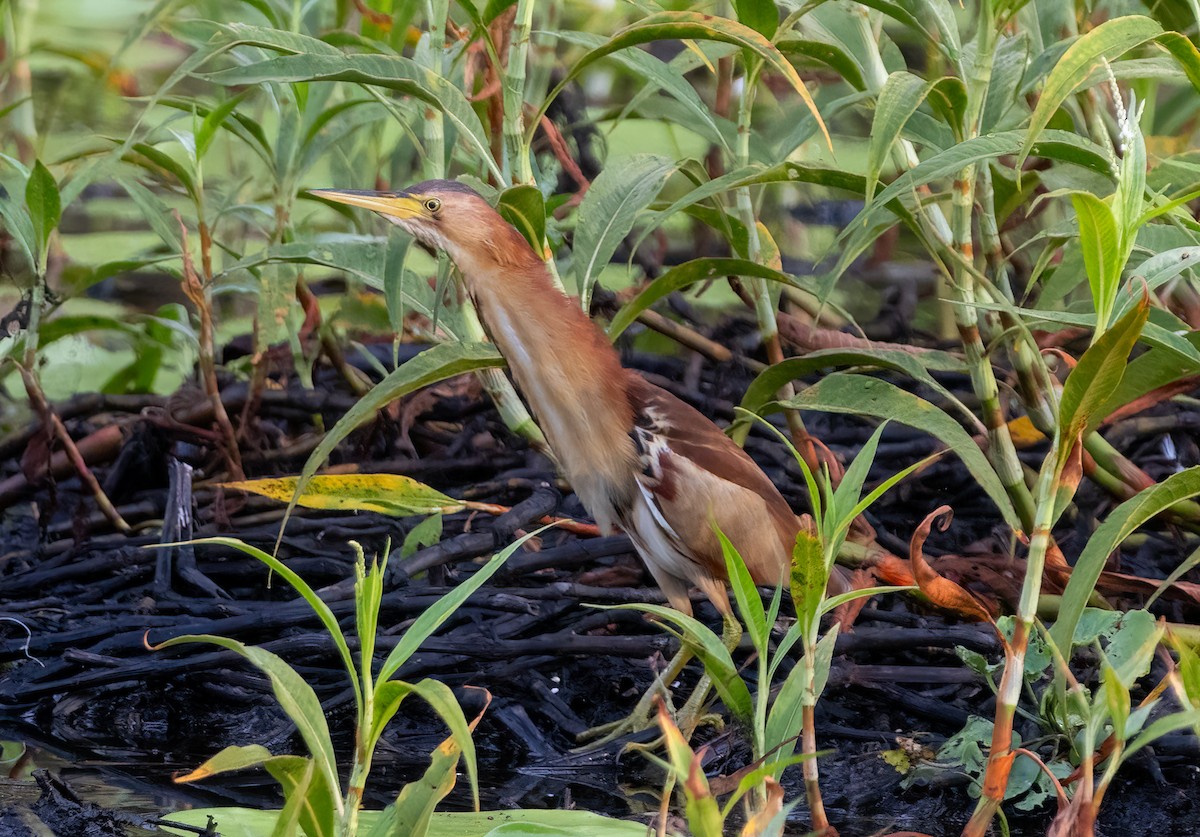 Black-backed Bittern - ML646887535
