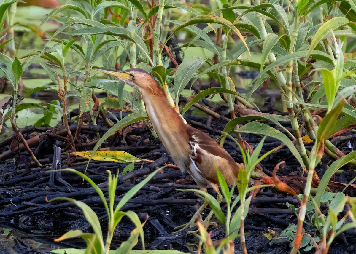 Black-backed Bittern - ML646887536