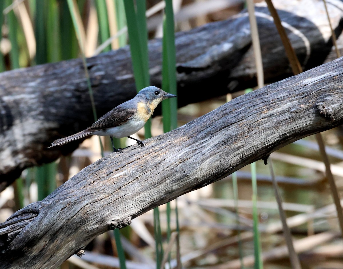 Leaden Flycatcher - ML646887537