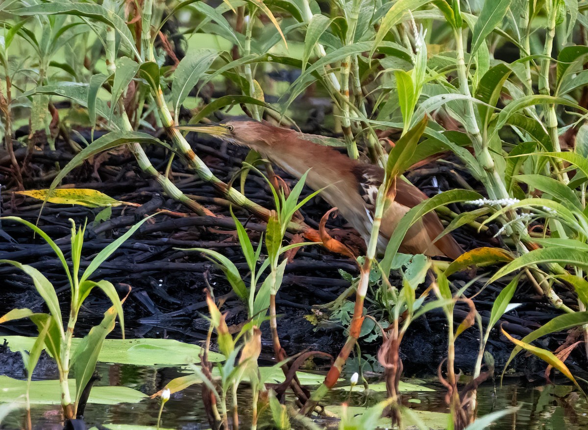 Black-backed Bittern - ML646887538