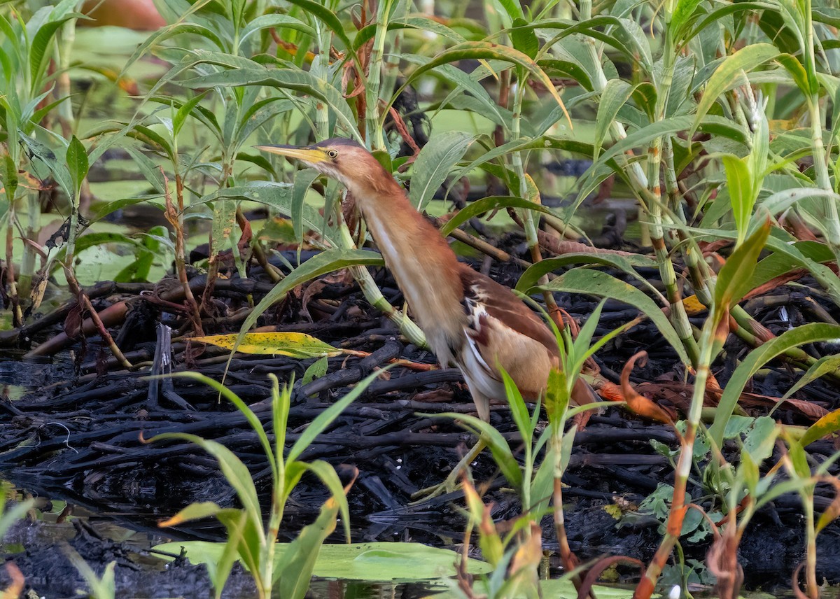 Black-backed Bittern - ML646887539