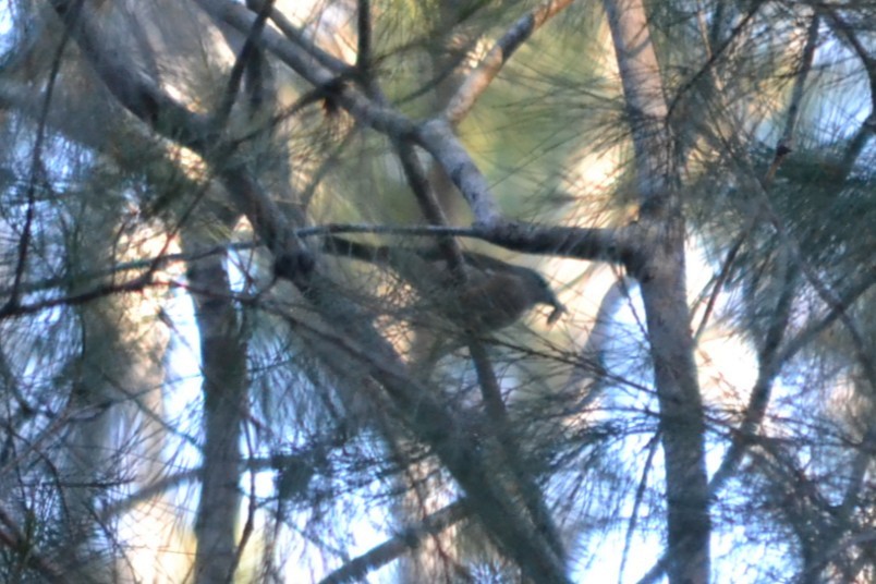 Brown Gerygone - ML646887540