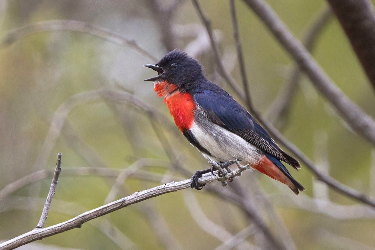 Mistletoebird - ML646887541