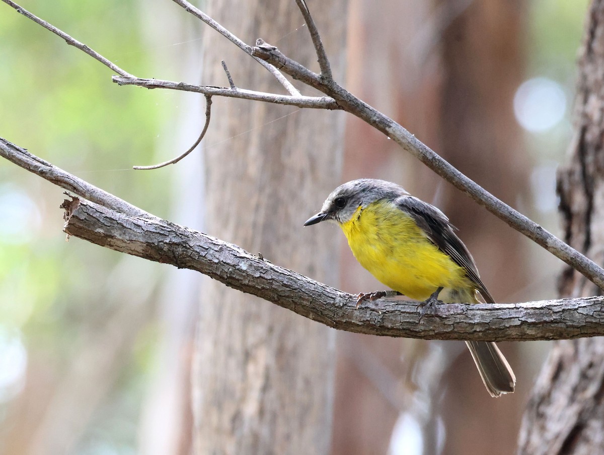 Eastern Yellow Robin - ML646887542