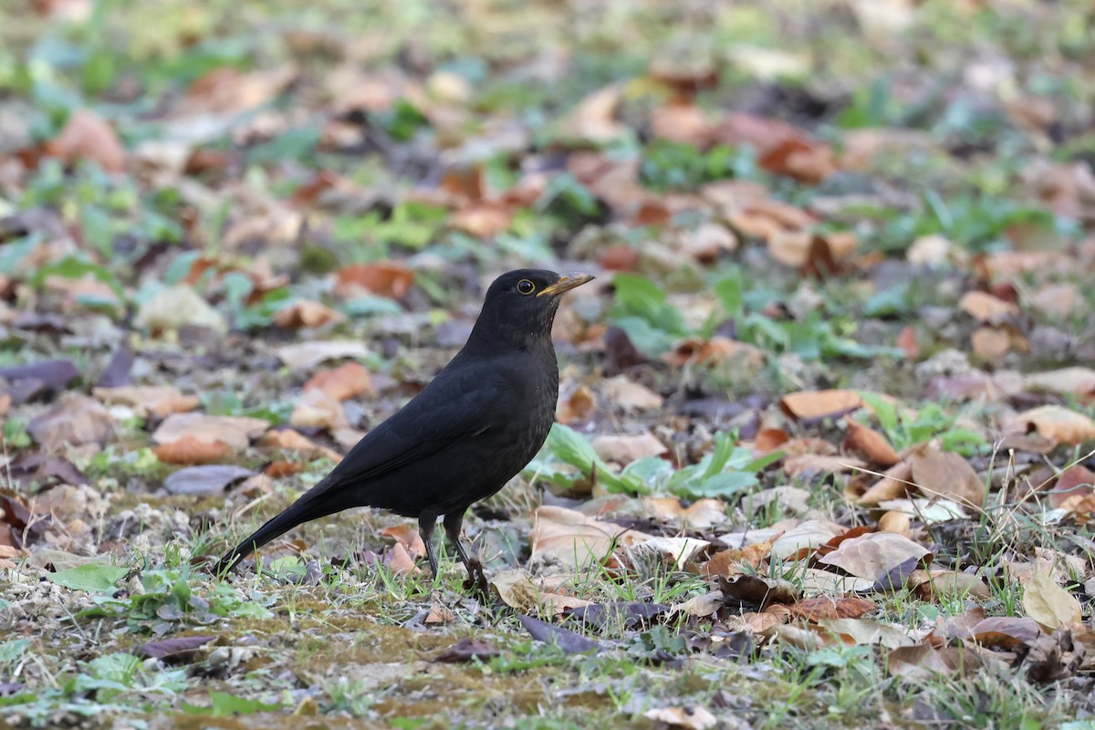 Chinese Blackbird - ML646887543