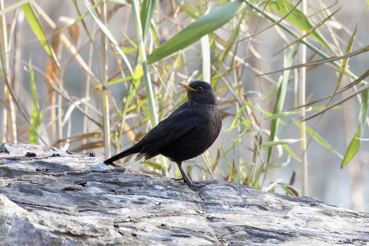 Chinese Blackbird - ML646887544