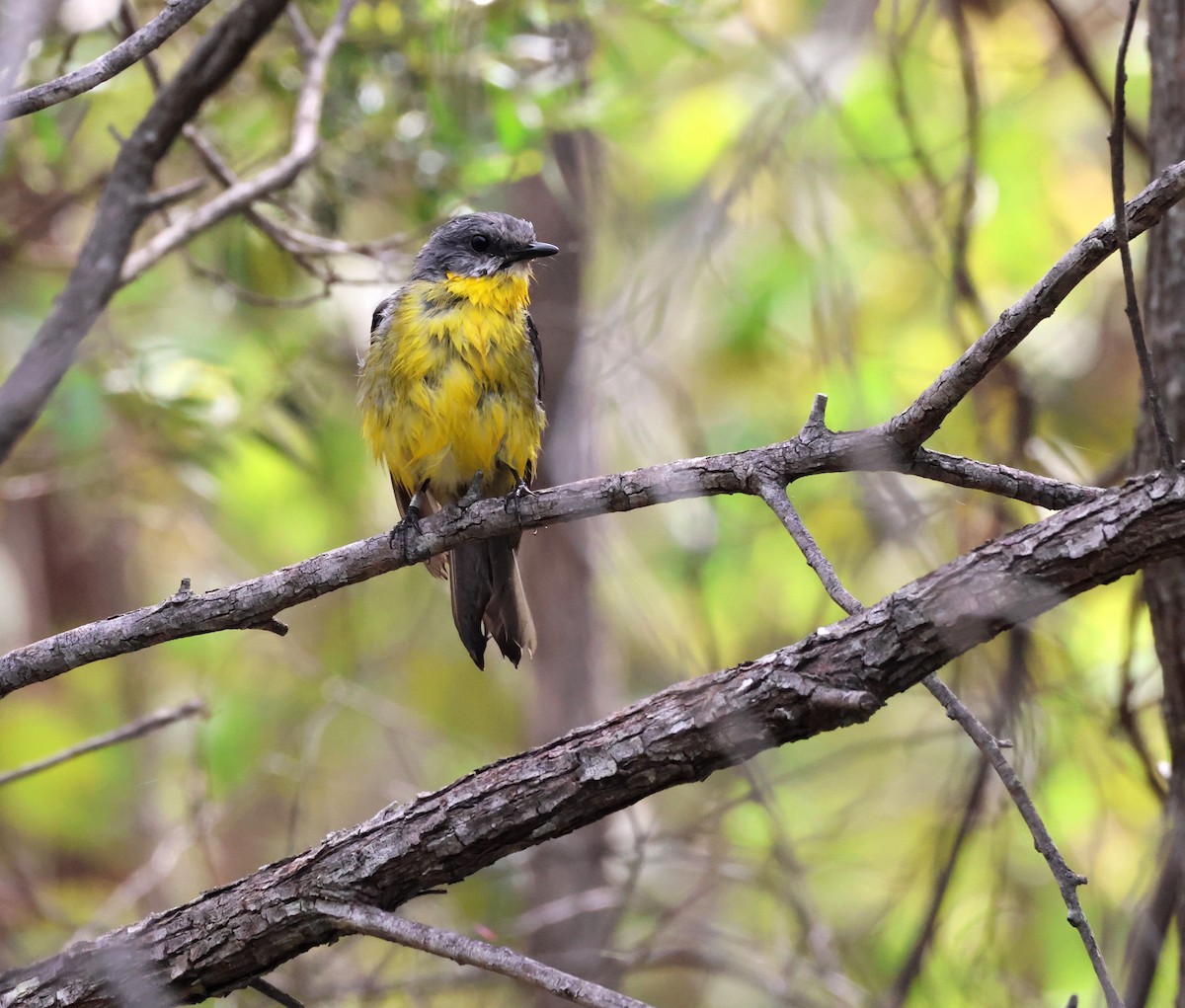 Eastern Yellow Robin - ML646887545