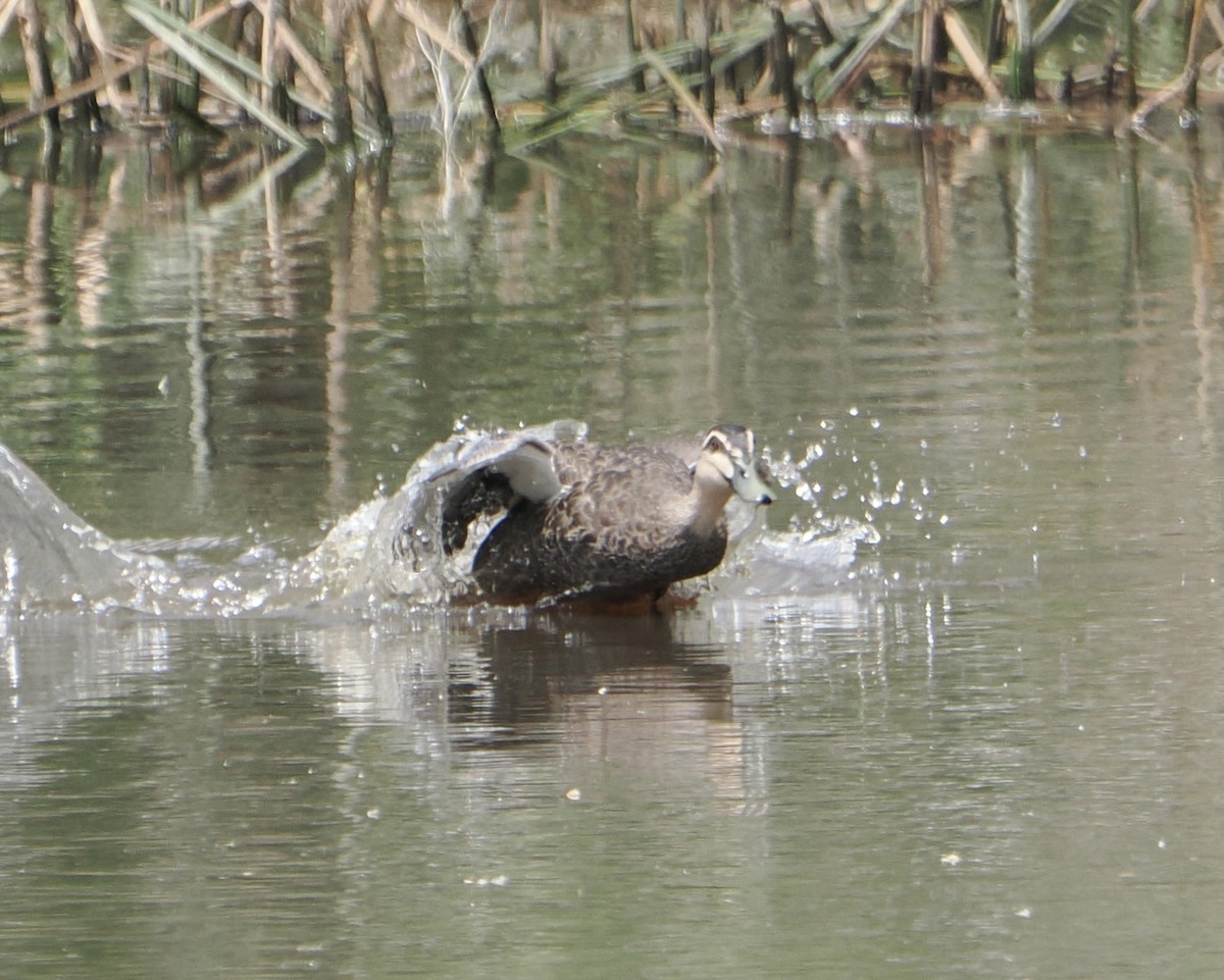 Pacific Black Duck - ML646887546